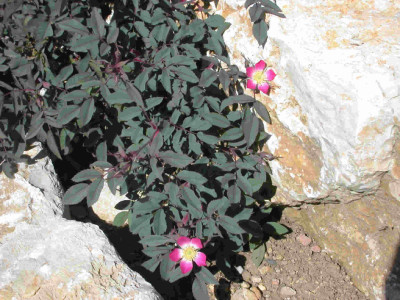 Rotblatt-Rose_Glauca_T_9684_30.jpg