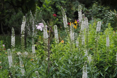 lysimachia.JPG