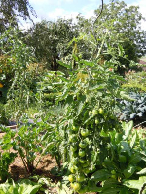 Tomaten_2014_August_014.JPG