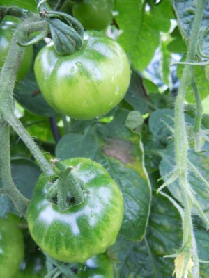 Tomaten_2014_etwas_Braunfaule_im__August_005.JPG