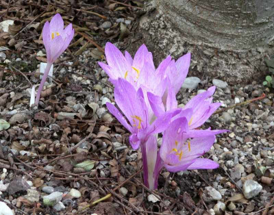 comp_Colchicum_davisii_19.08.14.jpg