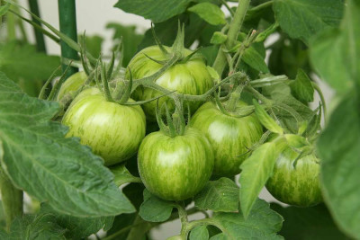 Green_Zebra0114.jpg