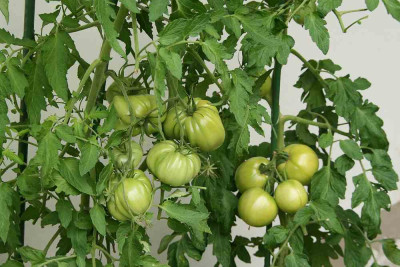 Tomaten_August_0114.jpg