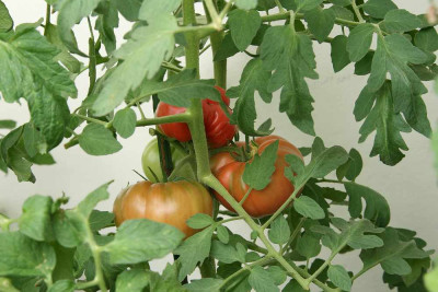 Schlesische_Himbeere0114.jpg