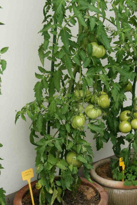 Bulgarisches_Stierherz0114.jpg