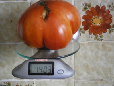 Riesentomate.jpg