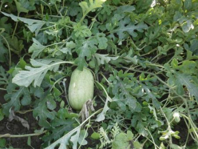 Flohmarktmelone.jpg