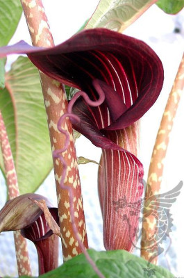 05030032_eArisaema_speciosum_stamp.JPG
