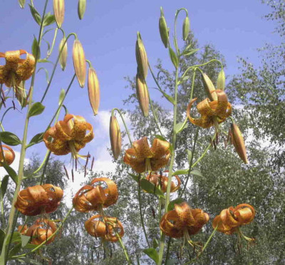 Lilium_superbumRimg0825.JPG
