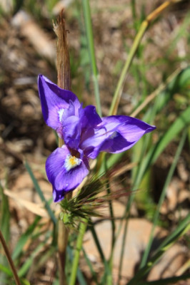 2012_Marokko_iris1.JPG