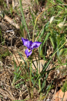 2012_Marokko_iris2.JPG