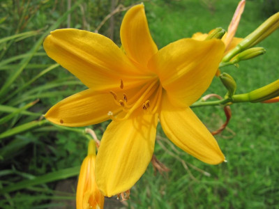 Hem_orange_langbluhende_140819.jpg