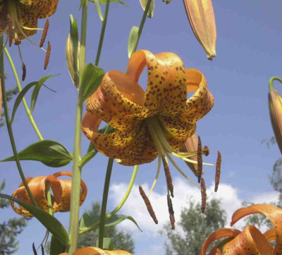 Lilium_superbumRimg0826.JPG