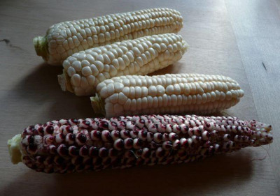 ernte_0807_02.jpg