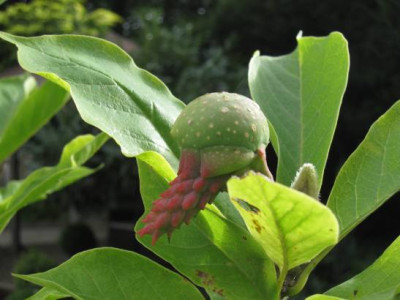 FruchstandLenneiAlba.jpg