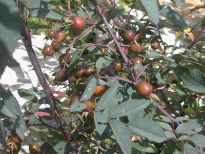 Rotblatt-Rose_Glauca_T_5545_20.jpg