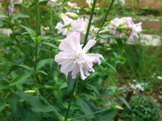 saponaria_officinalis1441_Kopie.jpg