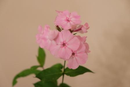 DSCF2547a.JPG