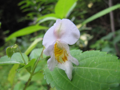 Impatiens_blasslila_140820.jpg