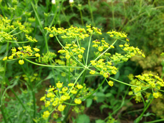 pastinake1421_Kopie.jpg