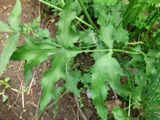 pastinake1423_Kopie.jpg