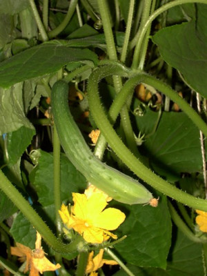 Gurke20.07.05.JPG