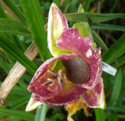 zz_Schnecke_August_em.jpg