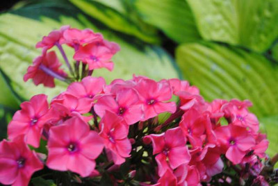 2014_phlox.JPG