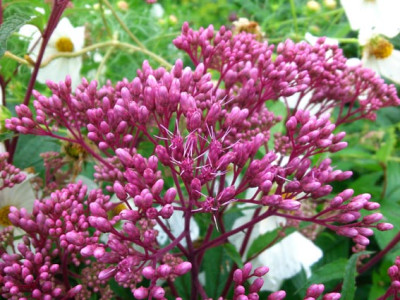 eupatorium_fistulosum_riesenschirm1435_Kopie.jpg
