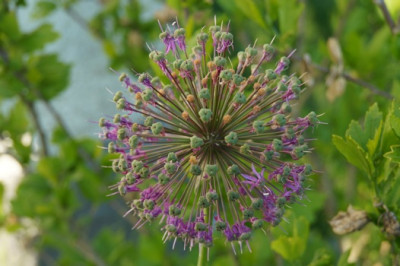 2014-05-30_Allium.jpg