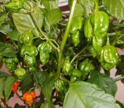 trinidad-scorpion.jpg