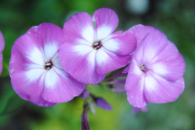 phlox.JPG