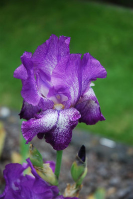D0461_Large.JPG