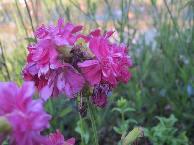 Saponaria_Rubra_Plena_22.8.14_ue.jpg