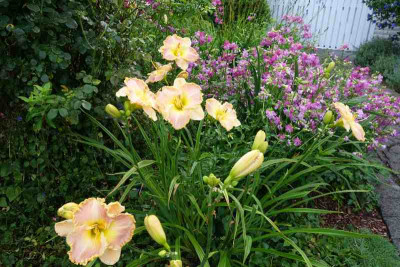 Saponaria_officinalis_Flore_Pleno.jpg