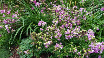 Saponaria_officinalis_Flore_Pleno_2.jpg