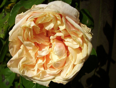 2014_gloire_einzeln.jpg