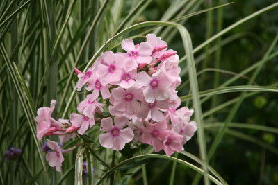 Phlox0114.jpg