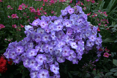 Phlox1709a.jpg