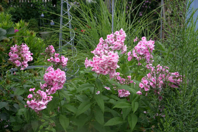 Phlox1910a.jpg