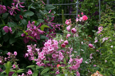 Phlox3112a.jpg