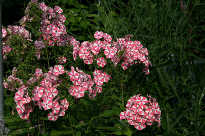 Phlox1508a.jpg