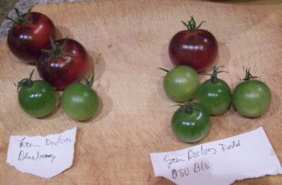 Aug_018_Tomatenvergleich_1.jpg