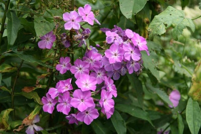 Phlox_0514a.jpg