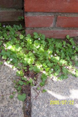 Pflasterfugenvegetation_Cymbalaria.jpg
