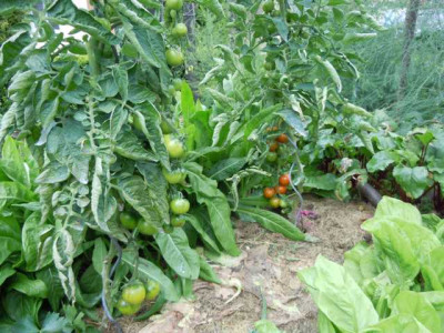 Tomaten_2014_Freiland_August_036.JPG