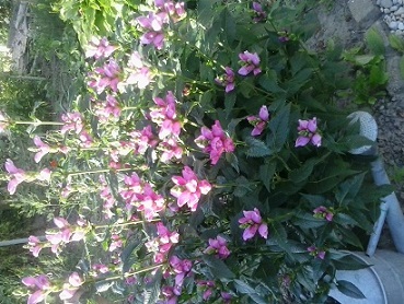 2014-08-12_18.36.26.jpg