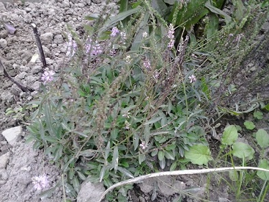 2014-08-20_16.24.43.jpg