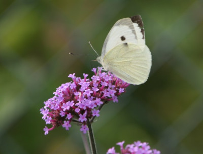kohlweissling_auf_verbena_bonariensis.jpg