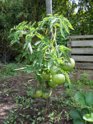 Tomaten_2014_Black_Krim_sehr_ertragreich_August_019.JPG